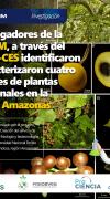 Investigadores de la UNTRM, a través del INDES-CES identificaron y caracterizaron cuatro especies de plantas medicinales en la región Amazonas
